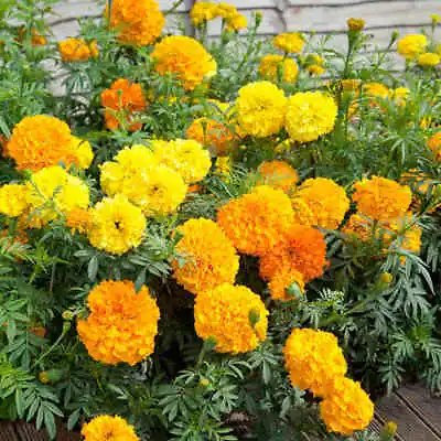 £9.85 • Buy 10x AFRICAN MARIGOLD CRACKERJACK MIXED Plug Plants Beauty Flower 24HR DISPATCH
