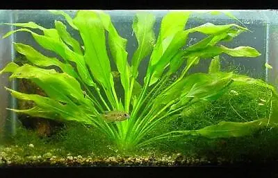 £6.95 • Buy AMAZON SWORD - Live Aquarium Plant Fish Tank Fern - Echinodorus Bleheri 