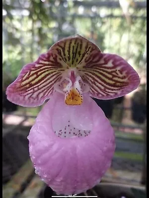 $75 • Buy Orchid Species  Paphiopedilum Micranthum.