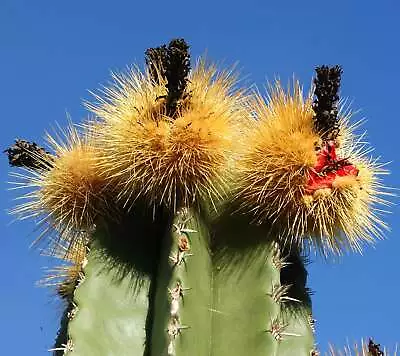 Pachycereus Pecten-aboriginum (BAJA CALIFORNIA) SEEDS -  - • $7.40