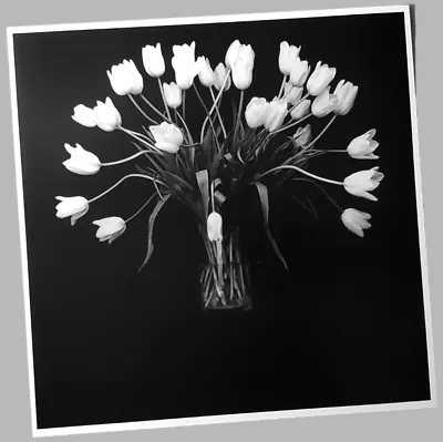 Robert Mapplethorpe Print Tulip Black White Artwork Office Home Décor • $20