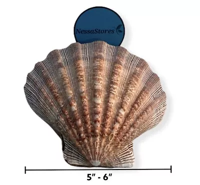 $15.25 • Buy Natural Lion Paw Scallop Nautical Dish Beach Craft Sea Shell 5 -5.5 (1 Pair)#26