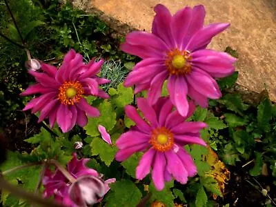 Japanese Anemone Queen Charlotte. 24+ Fresh Seeds. • £1.29