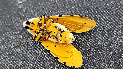 Ex-PUPAE Salt Marsh Moth Acrea Moth Tiger Moth K#11 • $3.99