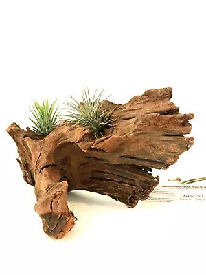 Malaysian Driftwood & Air Plant: A Perfect Fusion Of Nature's Beauty S (10~12 ) • $34.99