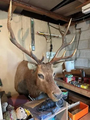 Large Trophy Mounted Elk Head • $3500