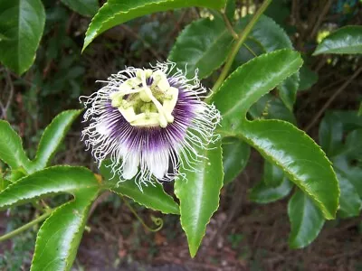 £3.35 • Buy 30 Seeds Edible Passion Fruit Passiflora Edulis Perennial Vine Flower Plant