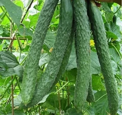 Cucumber Seeds 05g Cucumber Chinese Miracle Seeds Heirloom Organic Seeds #424 • $2.28