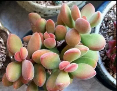 Crassula Rogersii 🏵️ Cutting 4cm Succulent 🏵️limited One Buy Succulent • $1.20