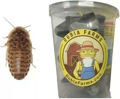 100 Medium Dubia Roaches Live Reptile Feeder • $15.99