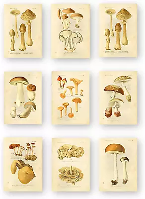 Vintage Botanical Prints | Edible Mushrooms By Ink Inc. | Mushroom Wall Art | Se • $18.58