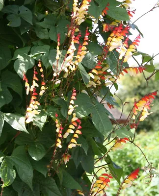 Ipomoea Lobata | 6 Plug Plants | Climber • £7.99