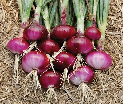 Red Burgundy Onion Seeds 200+ Vegetable Garden HEIRLOOM NON-GMO FREE SHIPPING • $1.99