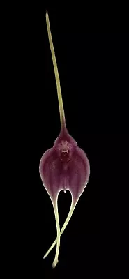 Masdevallia Deceptrix Easy Orchid Species Always Blooming • $15