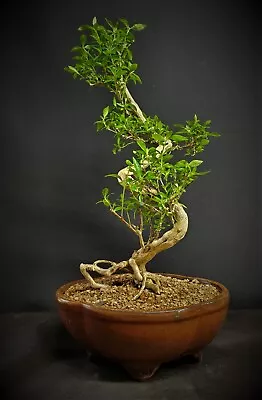 Snow Rose Bonsai Tree # 123 • $174.97