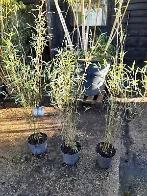 Fargesia Red Panda 7.5L   1.5m Tall Clumping Bamboo Jiuzhaigou 1 Bushy Plants  • £26.99