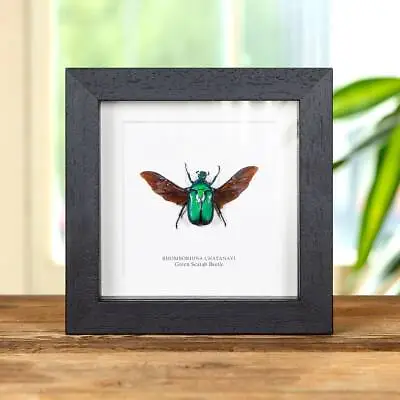 Taxidermy Green Scarab Beetle In Box Frame (Rhomborhina Chatanayi) • $48.55