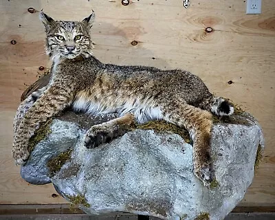 Bobcat Taxidermy  • $2000