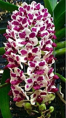 $12 • Buy ORCHID - Rhynchostylis Gigantea ' Cartoon' -   SPECIES
