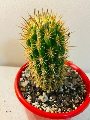 Cacti - Echinopsis Chilensis  Is A Visually Captivating Succulents Plant • $32.70