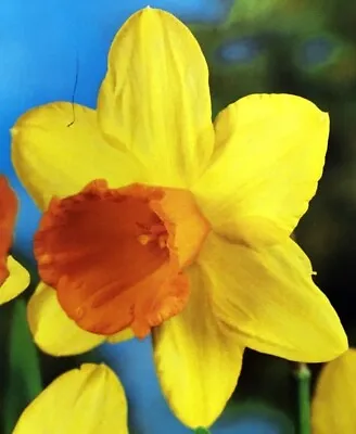 (5) Large Fortune Orange & Yellow Daffodil Bulbs Please Check Our Other Bulbs • $9.95