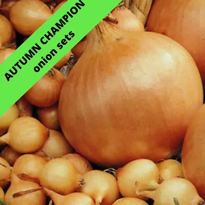 £6.99 • Buy AUTUMN CHAMPION  (Autumn Planting Winter Onion Sets.)The Easy Way To Grow Onions
