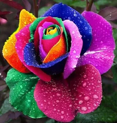 Rainbow Rose Seeds Multi- Colours Rare Rainbow Rose Flower Seeds Home Fragrance • £25.98