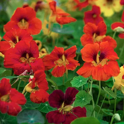 NASTURTIUM SEEDS Variety - Choose From Chameleon Ice Cream Sundae And Others • £1.75