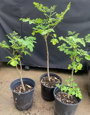 LIVE PLANT Moringa Oleifera 2-3 Ft Tall - Miracle Tree - Horseradish Tree - Drum • $47