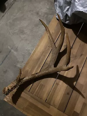 Mule Deer Antler Shed Large • $10