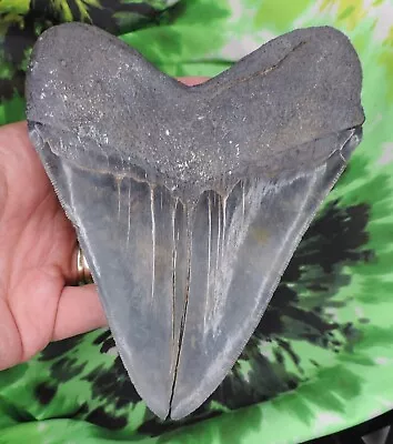 Megalodon Sharks Tooth 5 11/16  Inch NO RESTORATIONS Fossil Sharks Teeth Tooth • $133.50