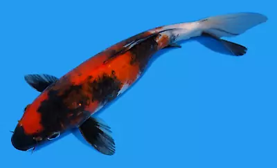 Live Koi Fish 10-11  Showa Female Koibay • $140