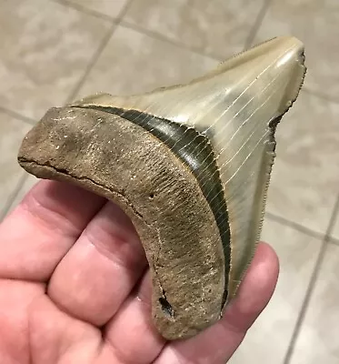 CRAZY BITTEN -S.W.FLORIDA LAND FIND- 3.83” X 3.19” Megalodon Shark Tooth Fossil • $115