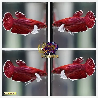 Live Betta Fish HMPK Female Dumbo Lavender Good For Sorority/Breed USA Seller • $15.95