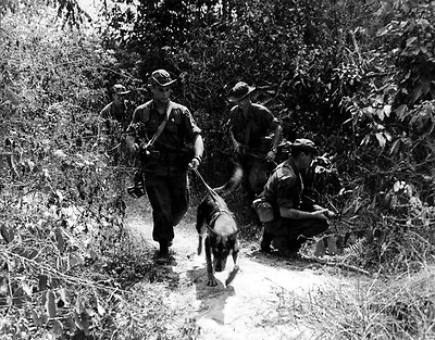 U.S. Soldiers With Scout Dog Searching Viet Cong 8 X 10  Vietnam War Photo 103 • $7.43