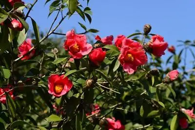 Camellia Chekiangoleosa 2 Large Seeds Flowering Shrub Or Small Tree • £8.03