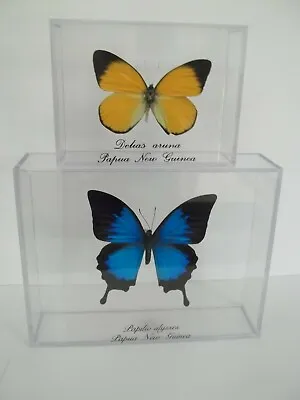 Set Of 2 Real Butterflies Taxidermy Mounted In Nice Acrylic Case. Beautiful Set. • $49.99