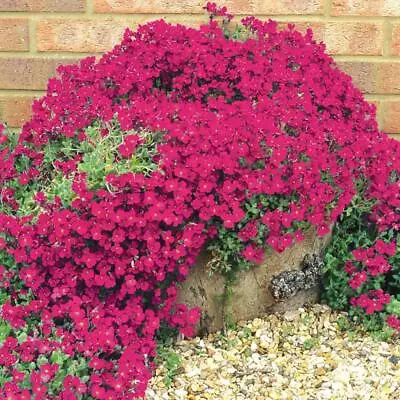 £7.19 • Buy Aubretia Gracillis Rock Cress Royal Red (400 Seeds) Perennial