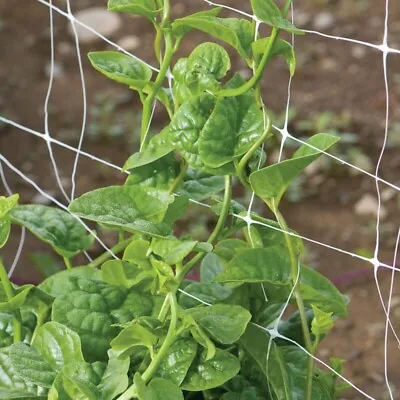 100 Green Malabar Spinach Specialty Green Seeds Basella Ruba Non-GMO • $3.99