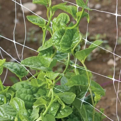 50 Green Malabar Spinach Specialty Green Seeds Basella Ruba Non-GMO • $2.99