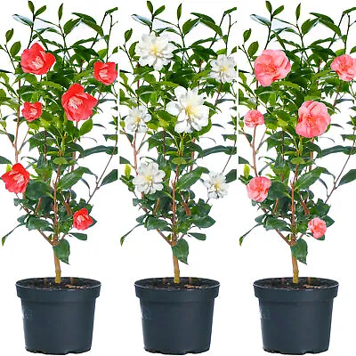 Camellia Shrubs | Premium Quality Vibrant Evergreen Potted Garden Plants | 2-3ft • £29.99