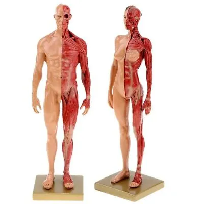 Resin Human Anatomy Muscles Skeleton Whole Body Anatomical Model Parts 30cm • $51.79