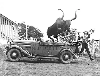 $12.25 • Buy Antique Car Photo Bull Rodeo Trick Cowboy Western Novelty Auto Picture Print L76