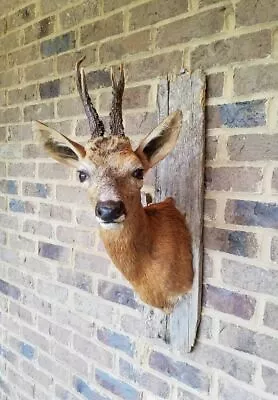 Roe Deer Shoulder Mount On Barn-wood • $675