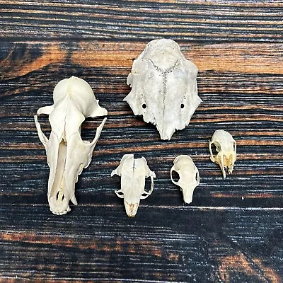 5 Lot Skulls Animal Coyote Porcupine Odd Mount Craft Unique Art Head Craft • $45