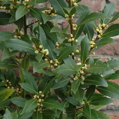 £9.99 • Buy 1 X Laurus 'nobilis' Evergreen Aromatic Shrub Bay Laurel Tree Hardy Herb Plant