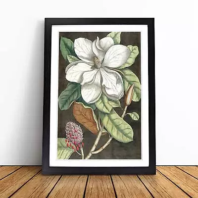 Laurel Magnolia Tree Flowers Vintage Mark Catesby Wall Art Print Framed Picture • $18.88