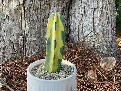 Rare Cactus - Myrtillocactus Geometrizans Variegated • $69.99