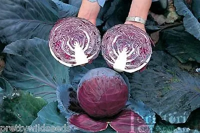 Cabbage - Red Drumhead  Pickling Vegetable 300 Seeds • £1.99