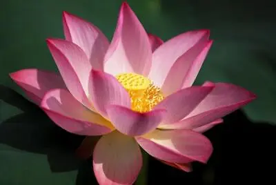 Sacred Lotus Lotus Nelumbo Nucifera 5 Seeds • £3.99
